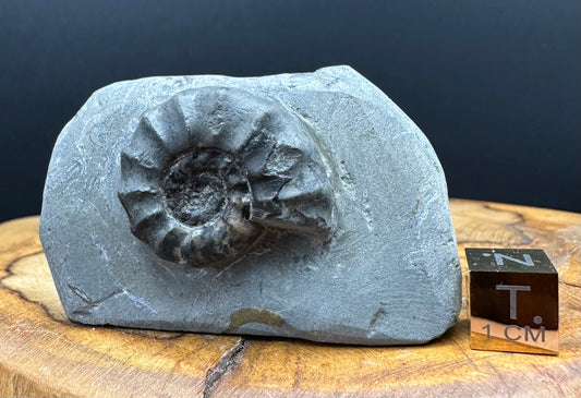 Eugassiceras Ammonite shell fossil with box and stand - Whitby, North Yorkshire Jurassic Coast Yorkshire Fossils