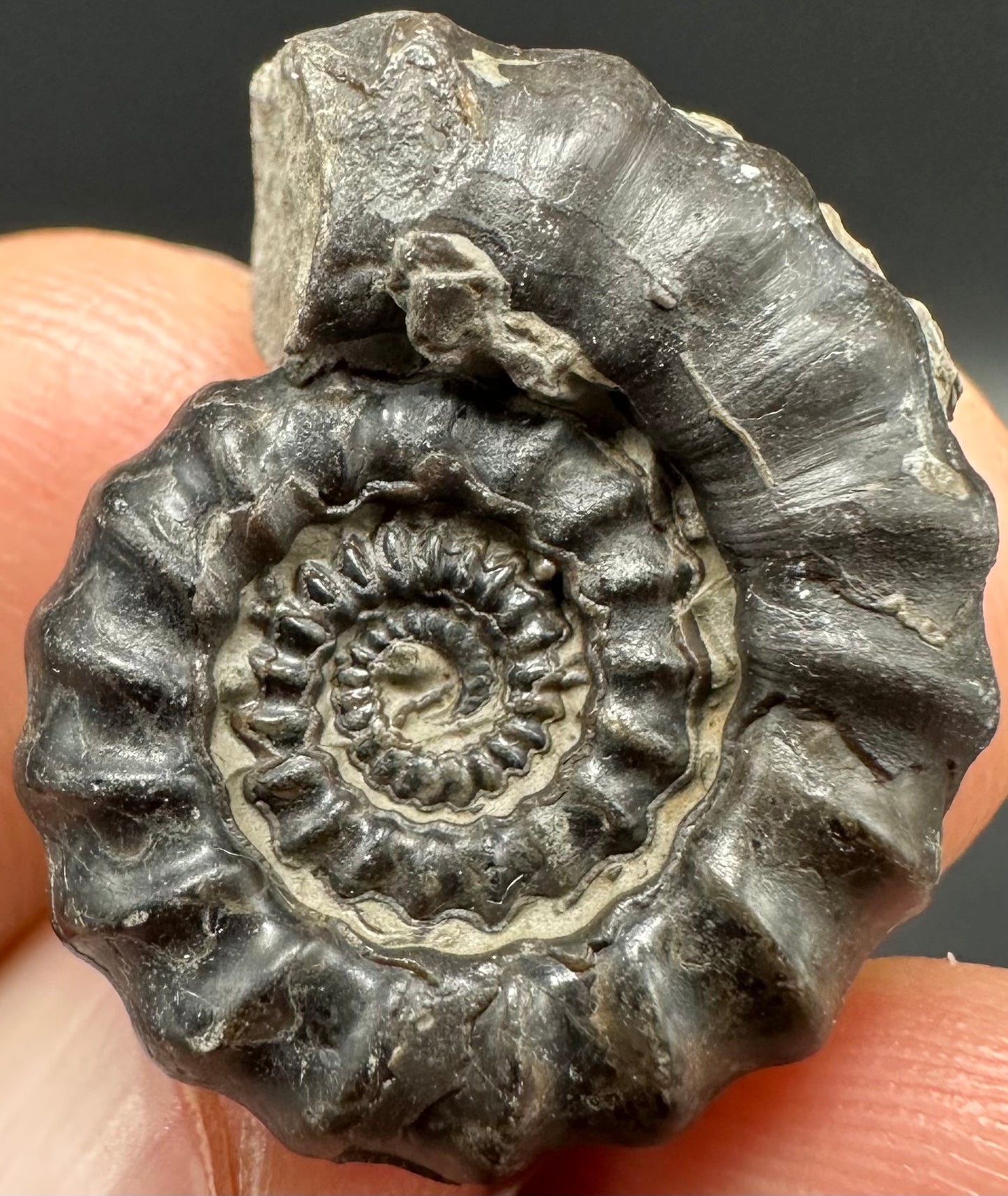 Gagaticeras Ammonite fossil with box and stand - Whitby, North Yorkshire Jurassic Coast Yorkshire Fossils