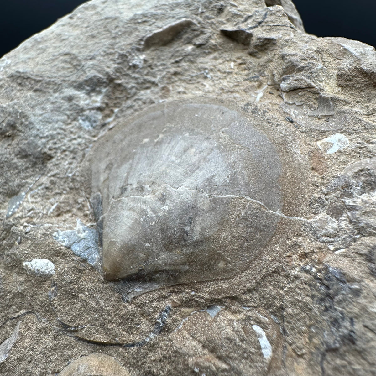 Shell fossil with stand - Whitby, North Yorkshire, Jurassic Coast, Yorkshire Fossils