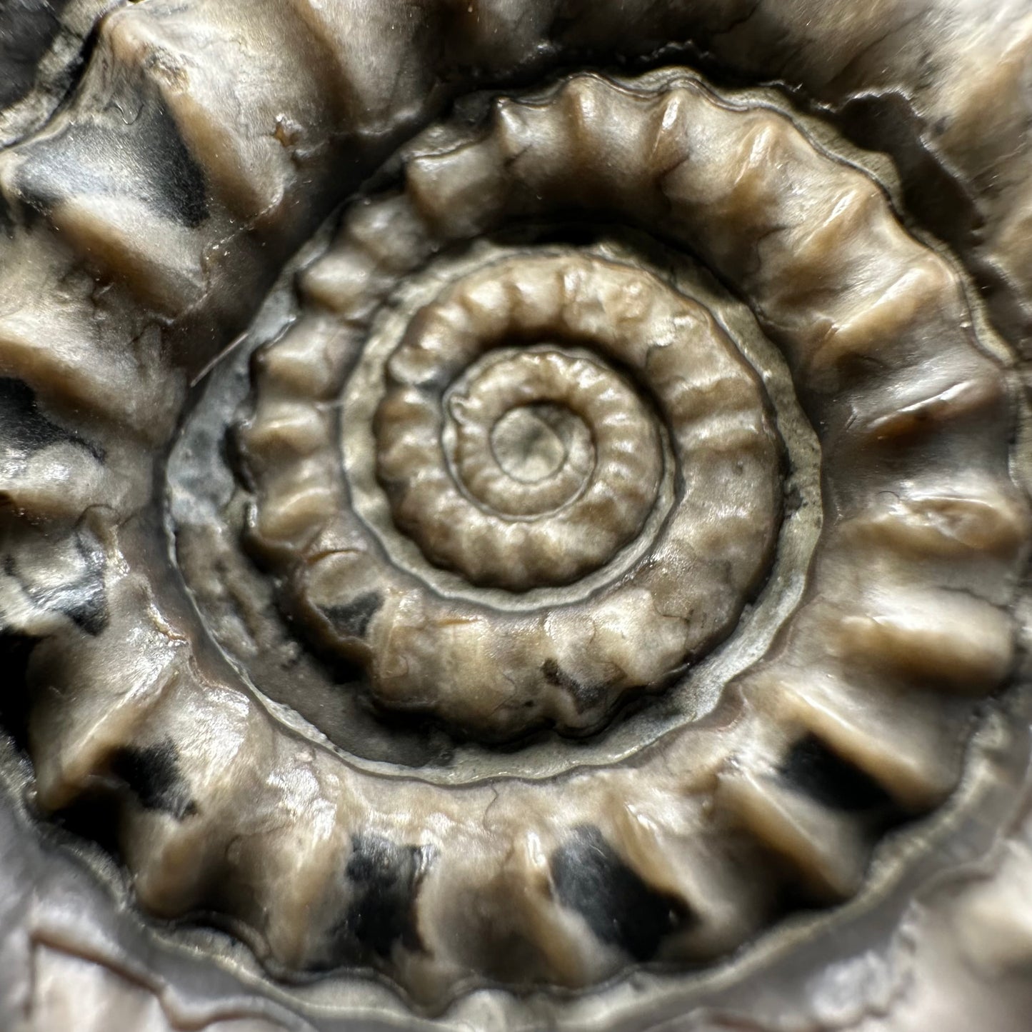 Gagaticeras ammonite fossil with gift box and stand- Whitby, North Yorkshire Jurassic Coast Yorkshire Fossils