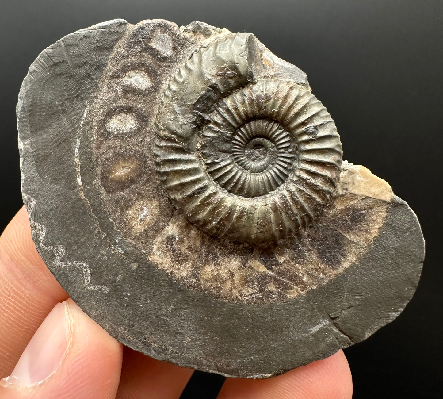 Dactylioceras Ammonite Fossil Gift Set - Whitby, North Yorkshire Jurassic Coast Yorkshire Fossils
