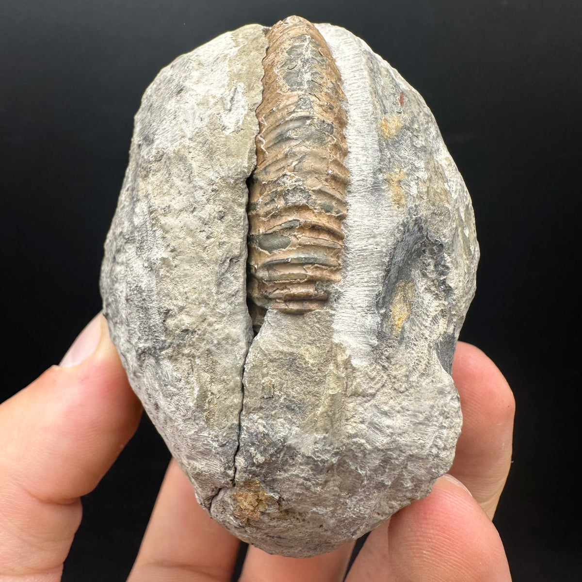 Dactylioceras Ammonite nodule (split pair) Fossil With Box And Stand - Whitby, North Yorkshire Jurassic Coast Yorkshire Fossils