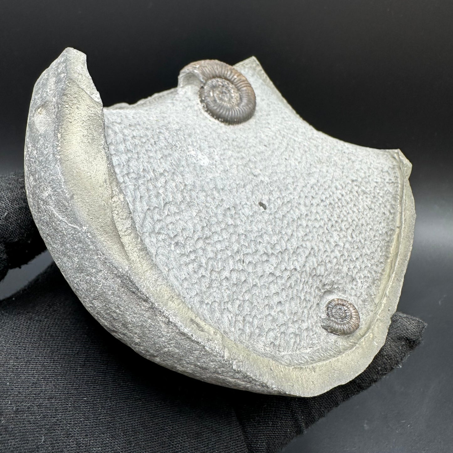 Gracile Multi-block Ammonite Fossil With Stand - Whitby, North Yorkshire Jurassic Coast Yorkshire Fossils