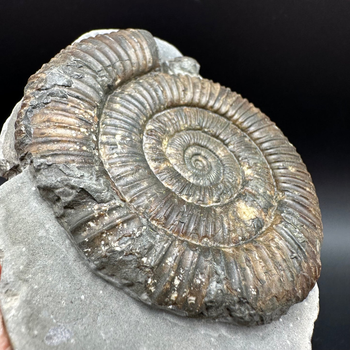 Dactylioceras Ammonite Fossil With Box And Stand - Whitby, North Yorkshire Jurassic Coast Yorkshire Fossils
