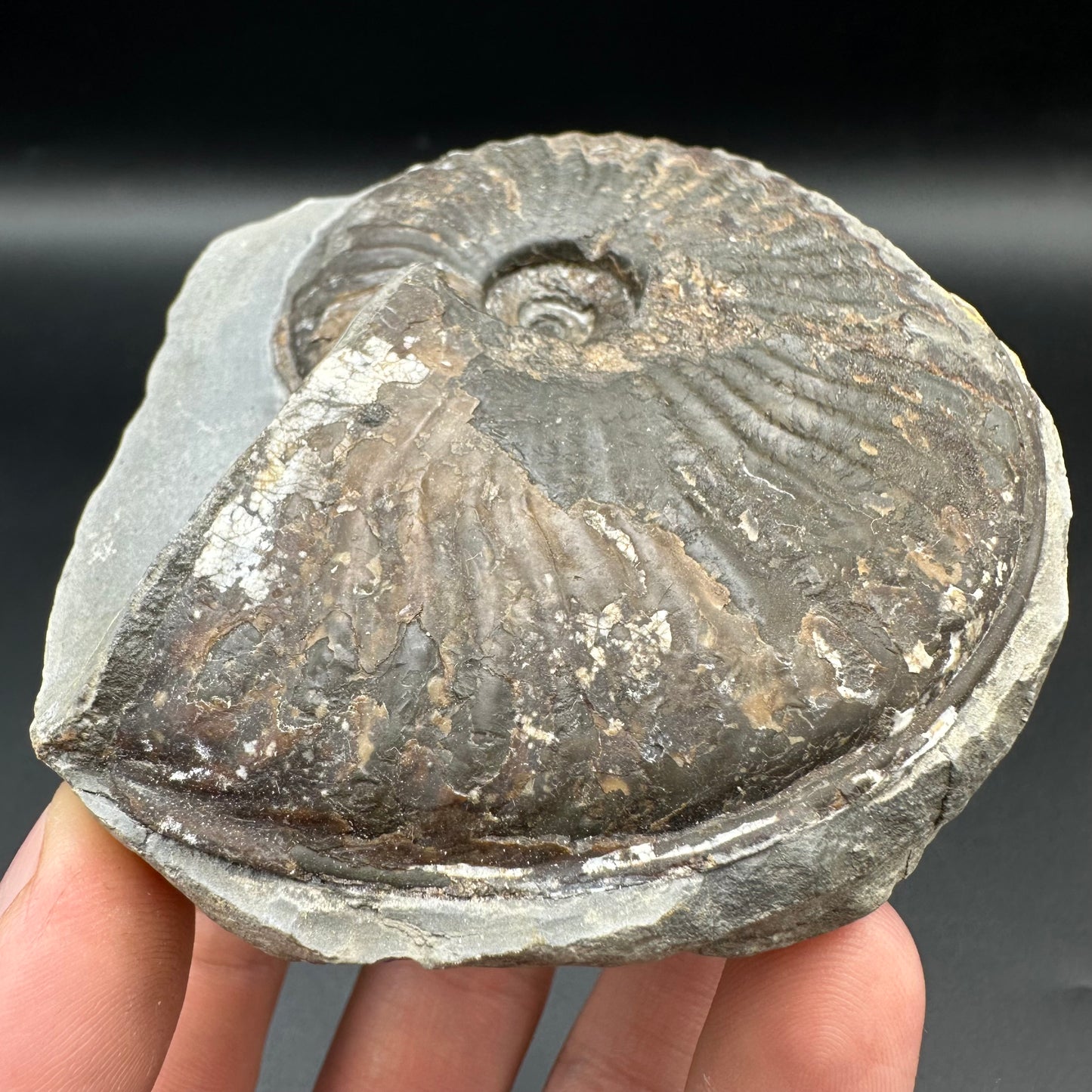 Pseudolioceras lythense ammonite fossil with box and stand - Whitby, North Yorkshire, Yorkshire Fossils on the Jurassic Coast