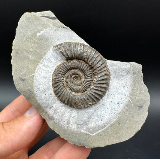 Dactylioceras Ammonite Fossil With Box And Stand - Whitby, North Yorkshire Jurassic Coast Yorkshire Fossils