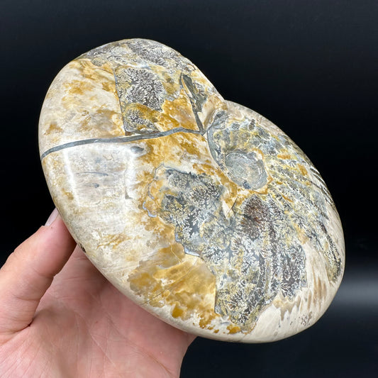 Cleoniceras Ammonite Fossil With Stand - Cretaceous Ammonite Madagascar
