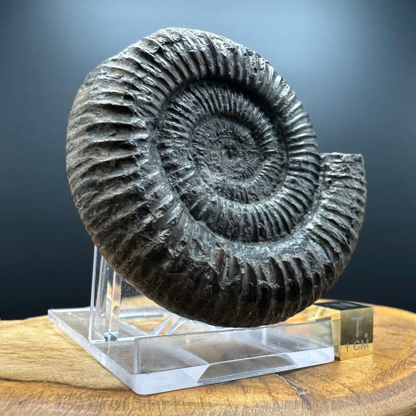 Dactylioceras Ammonite Fossil With box and Stand - Whitby, North Yorkshire Jurassic Coast Yorkshire Fossils