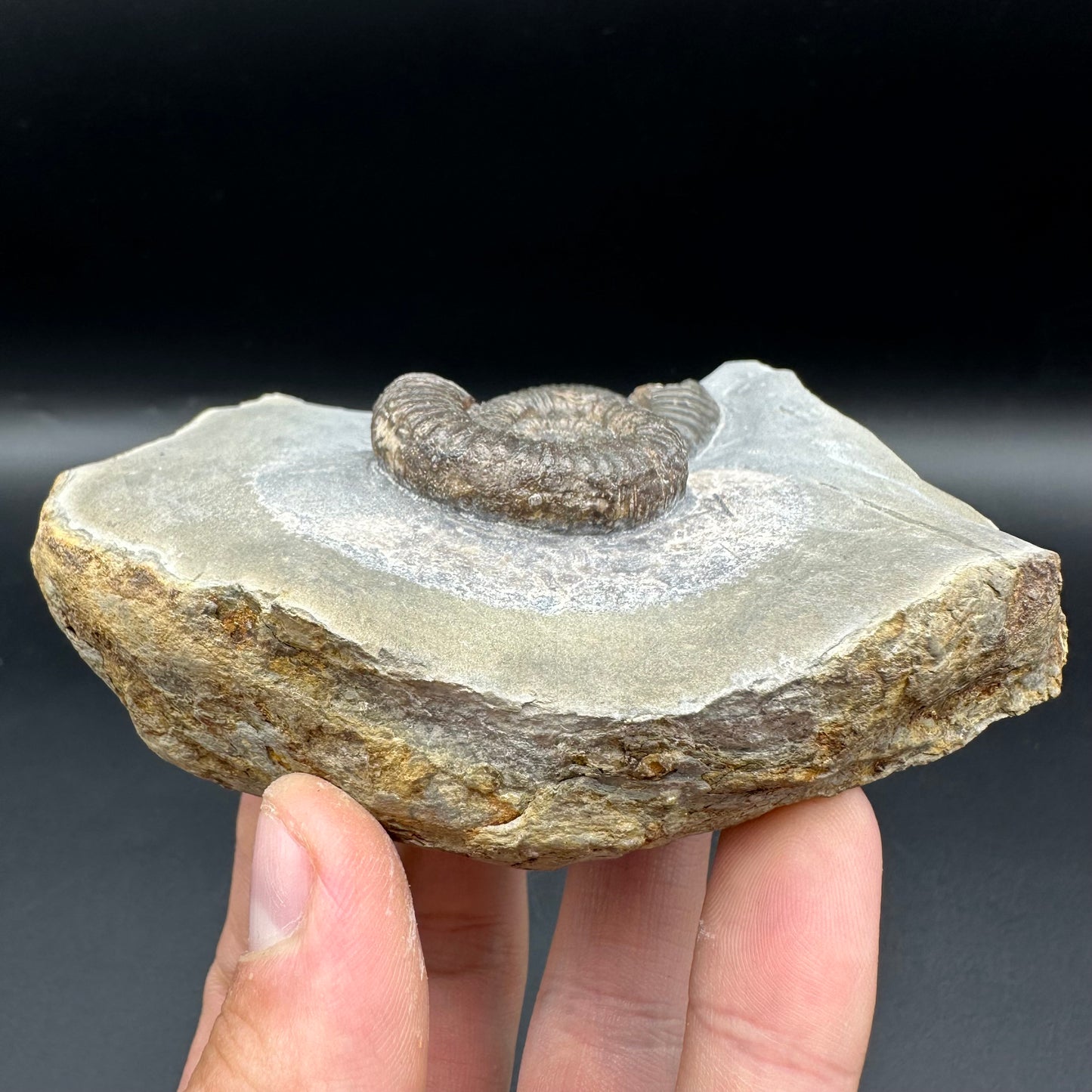 Zugodactylites ammonite fossil with box and stand - Whitby, North Yorkshire Jurassic Coast, Yorkshire fossils