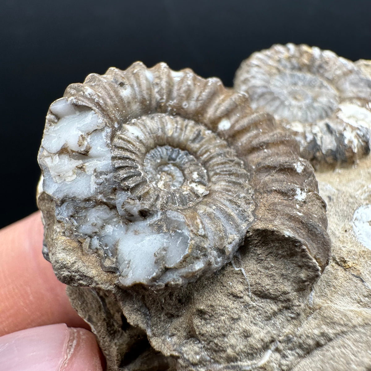 Androgynoceras capricornus Ammonite Fossil With Stand - Whitby, North Yorkshire Jurassic Coast Yorkshire Fossils