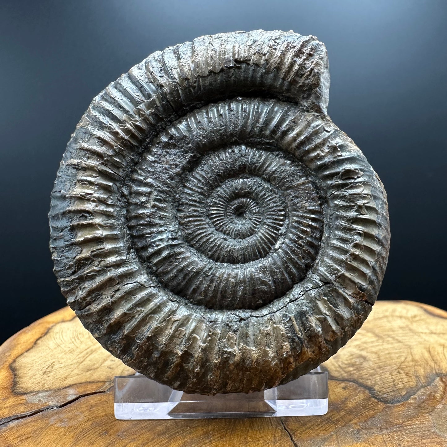 Dactylioceras Ammonite Fossil With box and Stand - Whitby, North Yorkshire Jurassic Coast Yorkshire Fossils