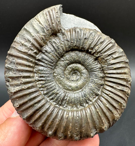 Peronoceras fibulatum Ammonite fossil with box and stand - Whitby, North Yorkshire Jurassic Coast Yorkshire Fossils