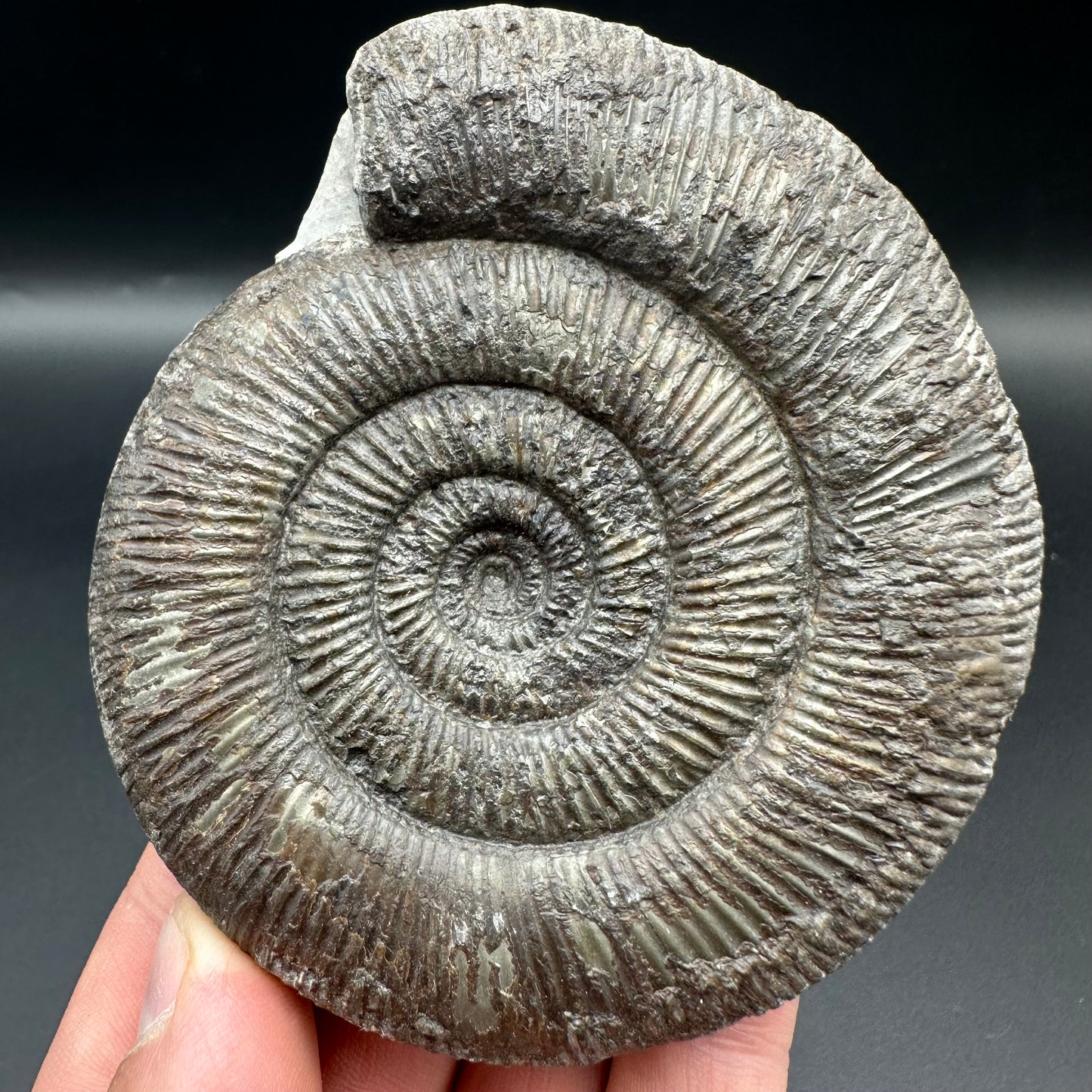 Dactylioceras semicelatum ammonite fossil with box and stand - Whitby, North Yorkshire Jurassic Coast Yorkshire Fossils