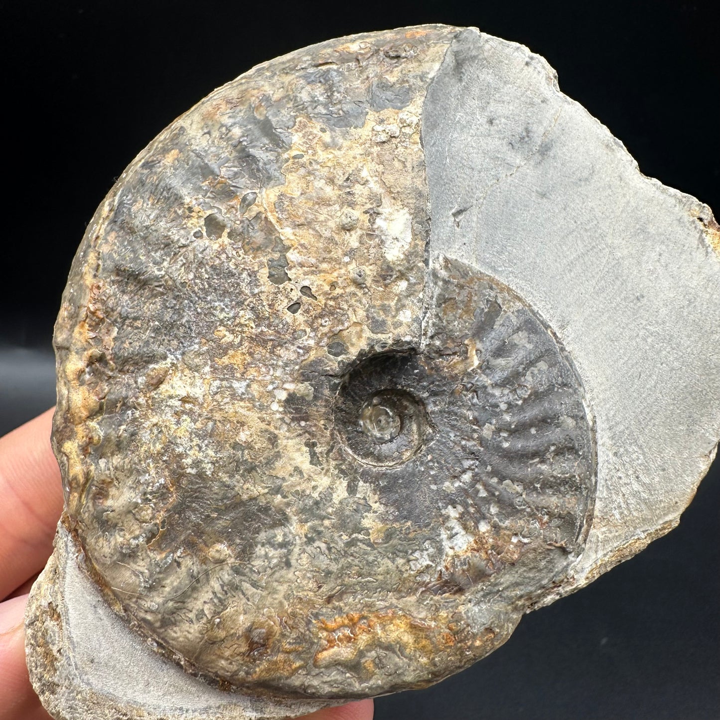 Pseudolioceras lythense Ammonite fossil with box and stand - Whitby, North Yorkshire, Yorkshire Fossils on the Jurassic Coast