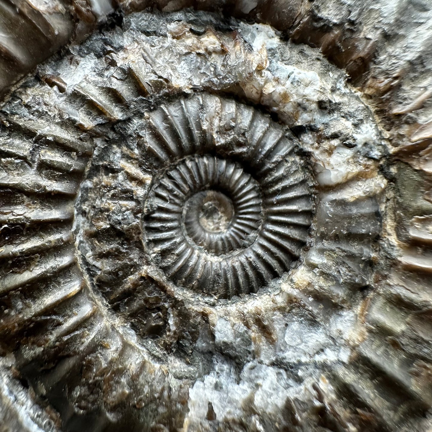 Dactylioceras Ammonite Fossil With box and Stand - Whitby, North Yorkshire Jurassic Coast Yorkshire Fossils
