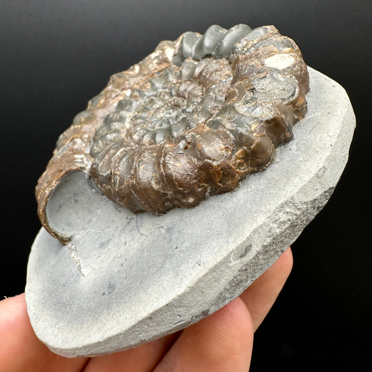 Androgynoceras maculatum ammonite fossil with box and stand - Whitby, North Yorkshire Jurassic Coast Yorkshire Fossils