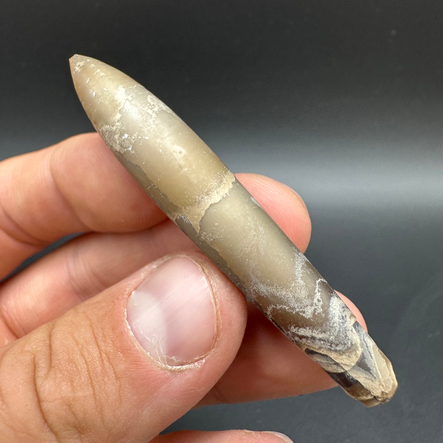 Hibolite (Fossil Squid) shell fossil with box and stand - Whitby, North Yorkshire Jurassic Coast Yorkshire Fossils