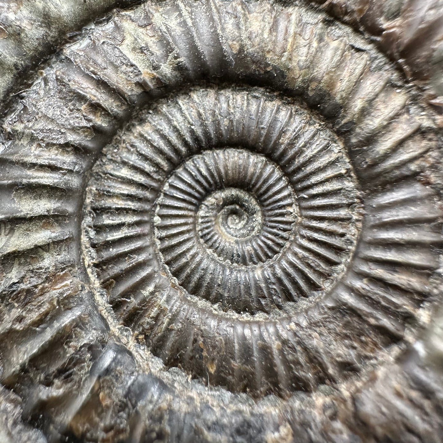 Dactylioceras Ammonite Fossil With Box And Stand - Whitby, North Yorkshire Jurassic Coast Yorkshire Fossils