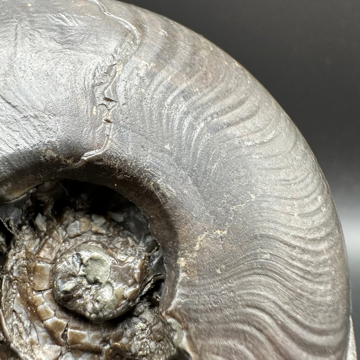Golden Egg (GENUINE) Ammonite Fossil With Stand - Whitby, North Yorkshire Jurassic Coast Yorkshire Fossils