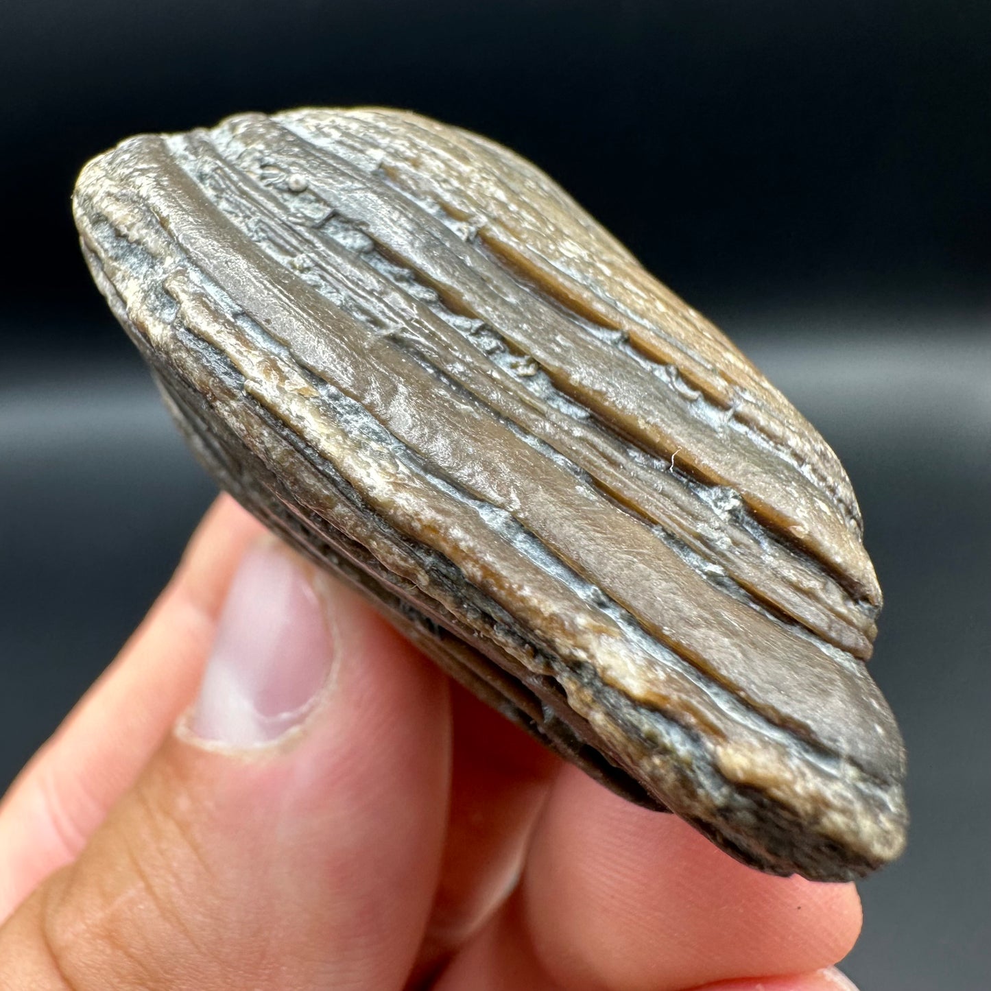 Shell fossil with tin and stand - Whitby, North Yorkshire, Jurassic Coast, Yorkshire Fossils