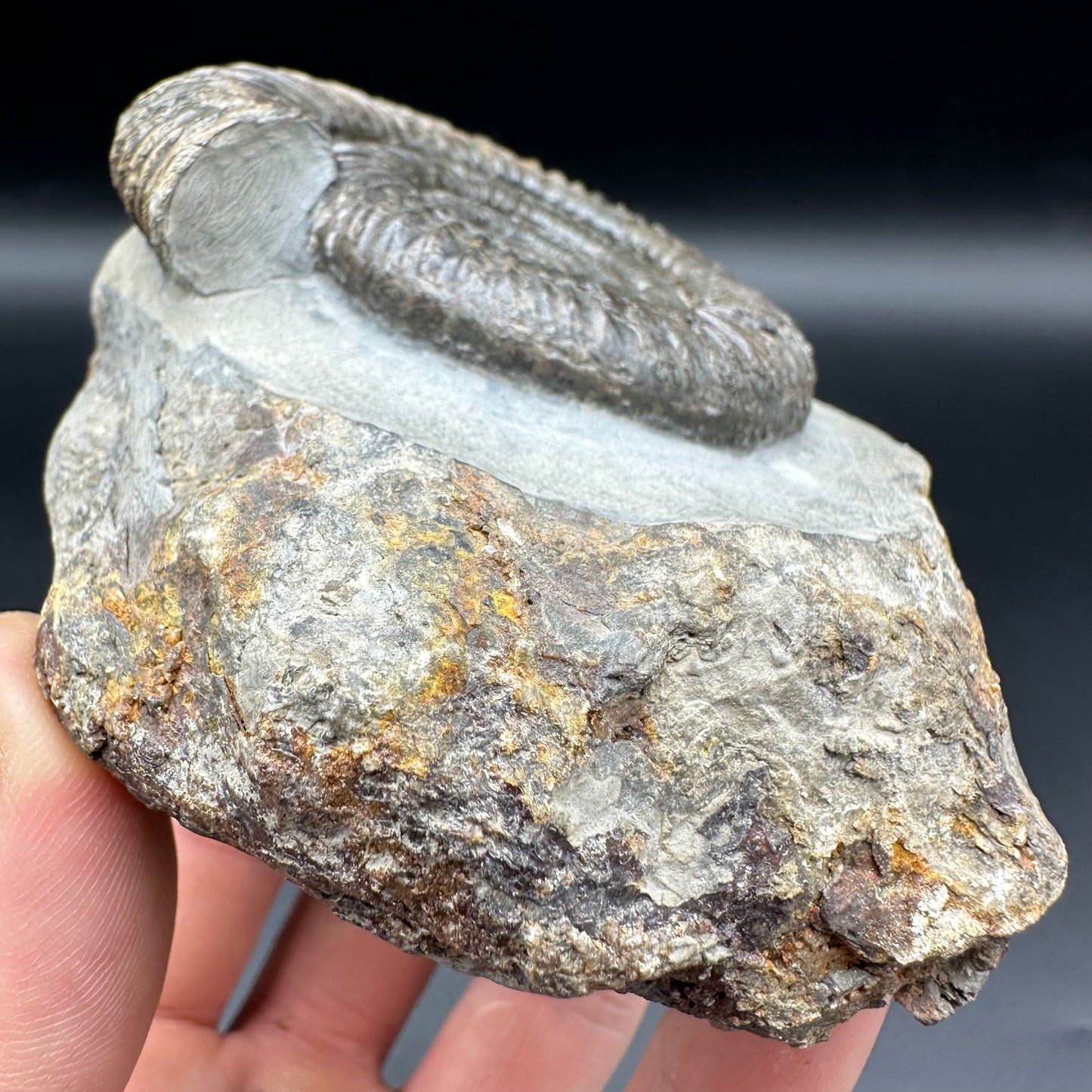 Dactylioceras Ammonite Fossil With Box And Stand - Whitby, North Yorkshire Jurassic Coast Yorkshire Fossils