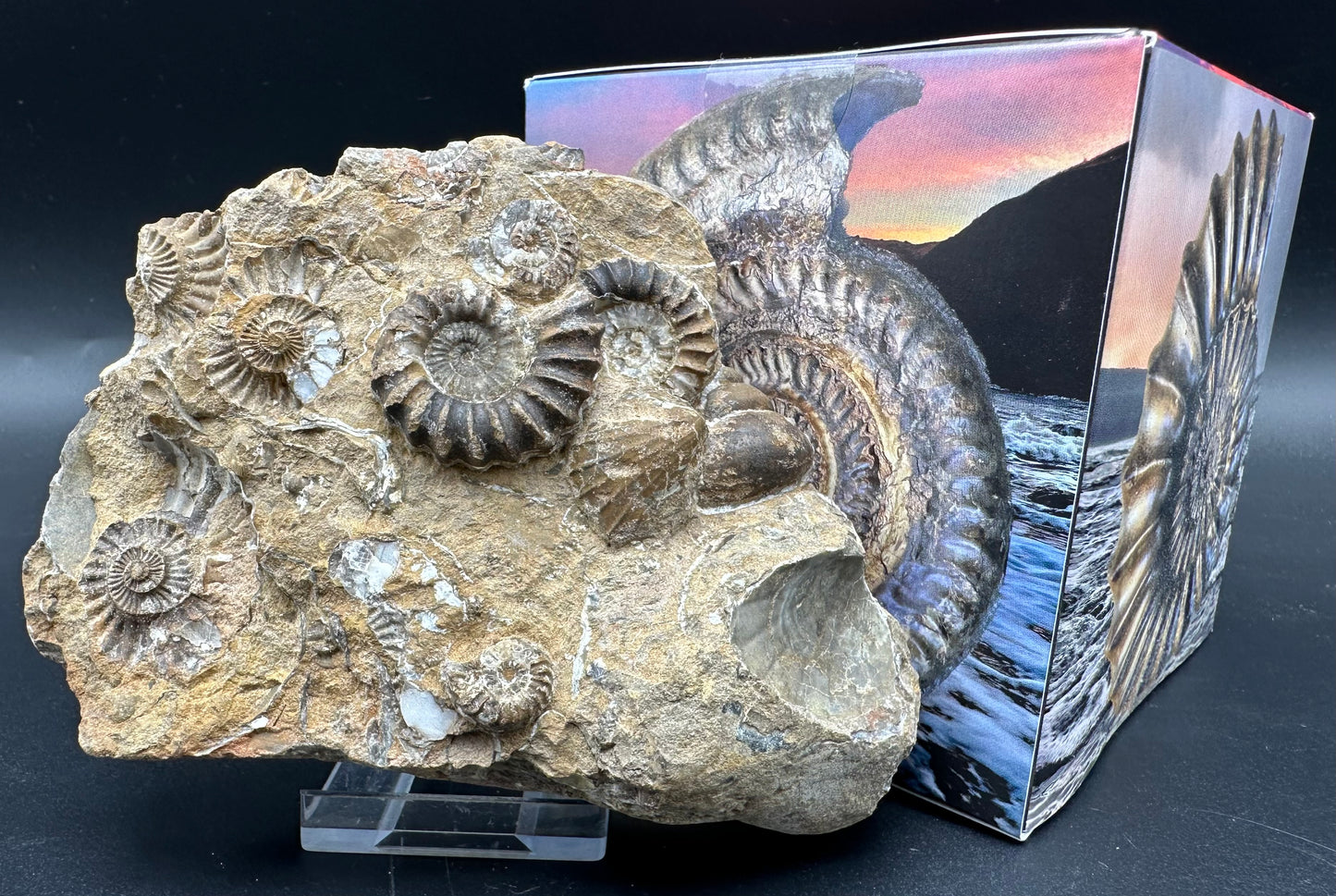 Androgynoceras Capricornus ammonite / Gastropod fossil with box and stand - Whitby, North Yorkshire Jurassic Coast Yorkshire Fossils