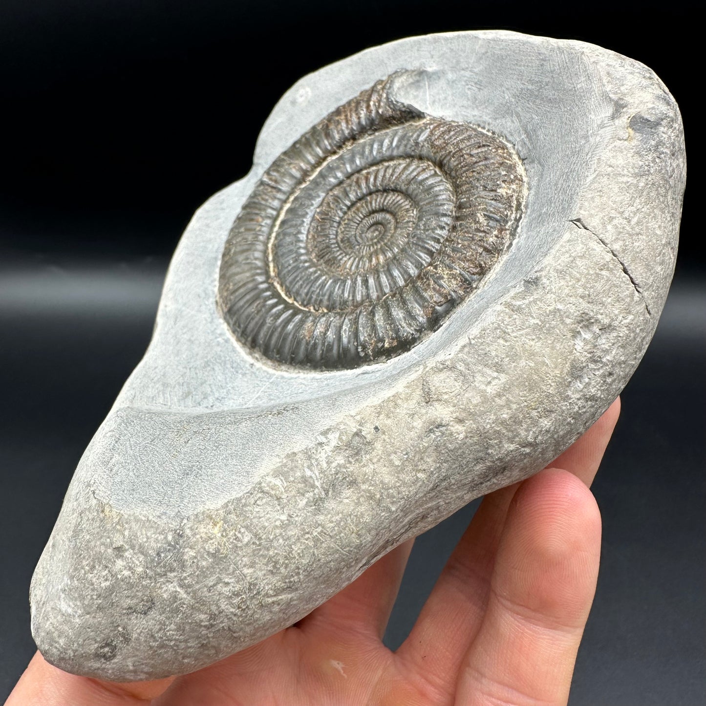 Dactylioceras Ammonite Fossil - Whitby, North Yorkshire Jurassic Coast Yorkshire Fossils