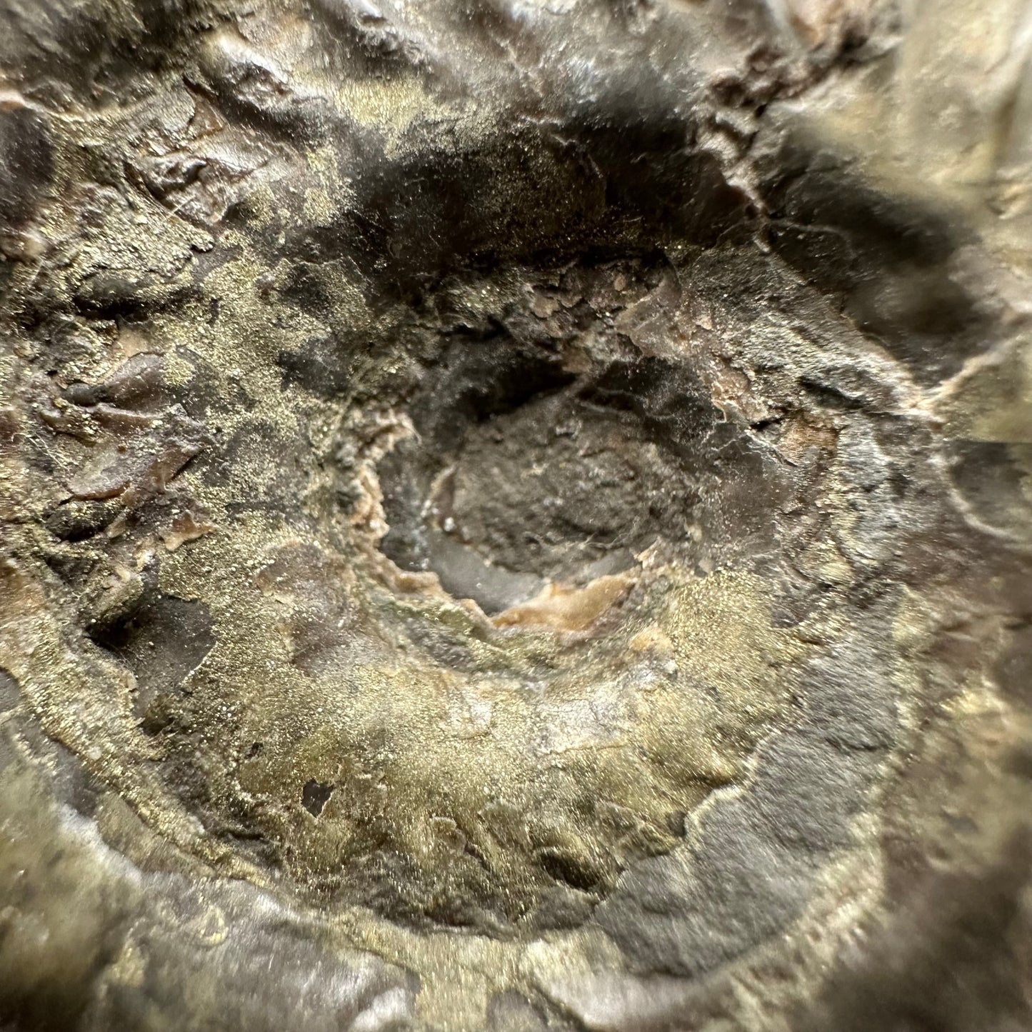 Hildoceras lusitanicum Ammonite fossil with box and stand - Whitby, North Yorkshire, Jurassic Coast, Yorkshire Fossils from the Jurassic Coast