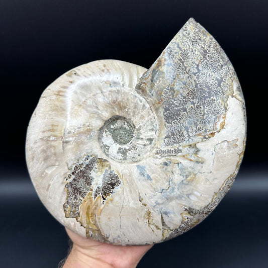 Cleoniceras Ammonite Fossil With Stand - Cretaceous Ammonite Madagascar