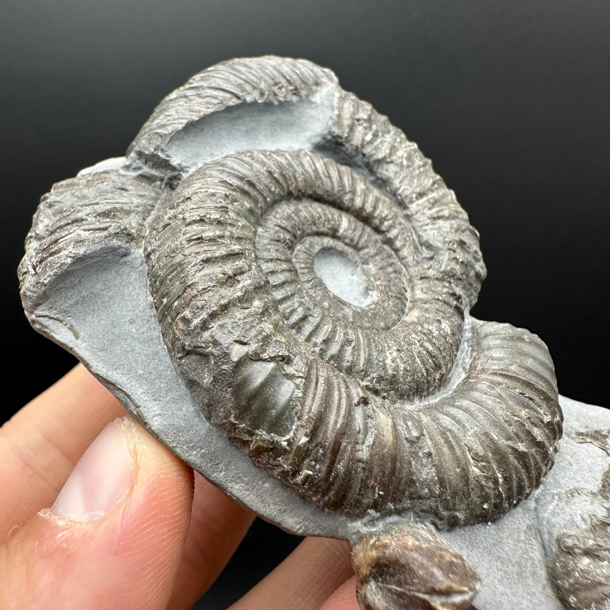 Dactylioceras Ammonite Fossil With Stand - Whitby, North Yorkshire Jurassic Coast Yorkshire Fossils