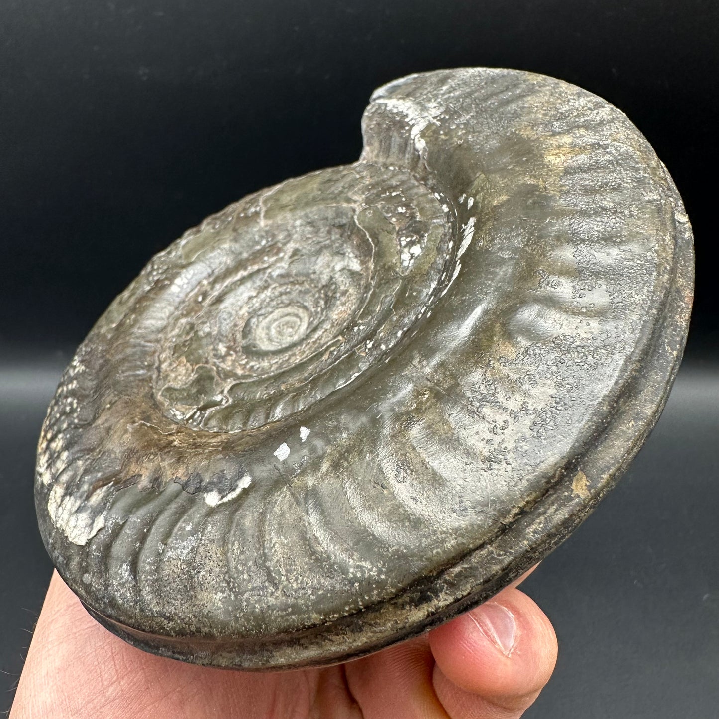 Hildoceras Bifrons Ammonite fossil - Whitby, North Yorkshire Jurassic Coast, Yorkshire Fossils from the Jurassic Coast