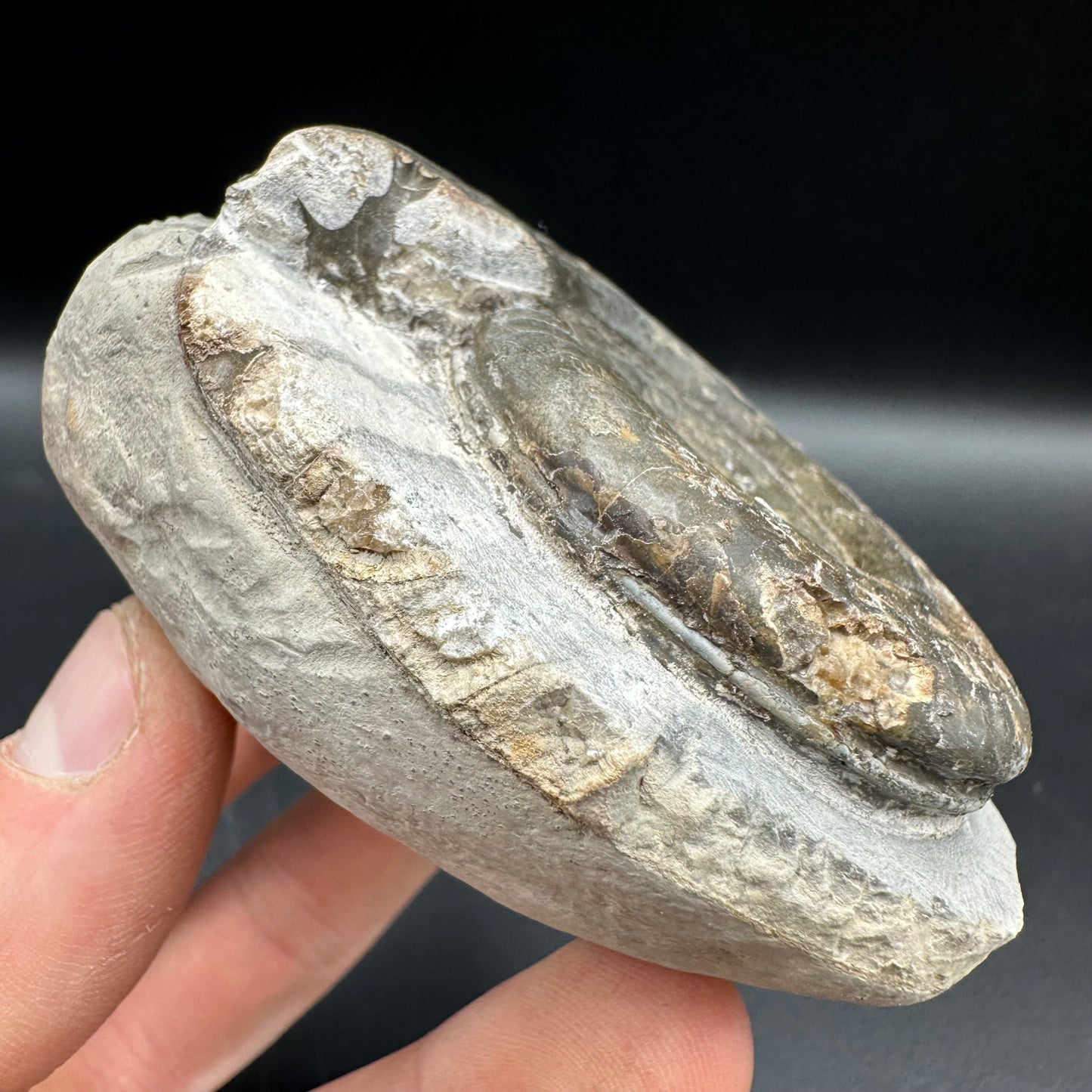 Hildoceras Bifrons Ammonite fossil with box and stand - Whitby, North Yorkshire Jurassic Coast, Yorkshire Fossils from the Jurassic Coast