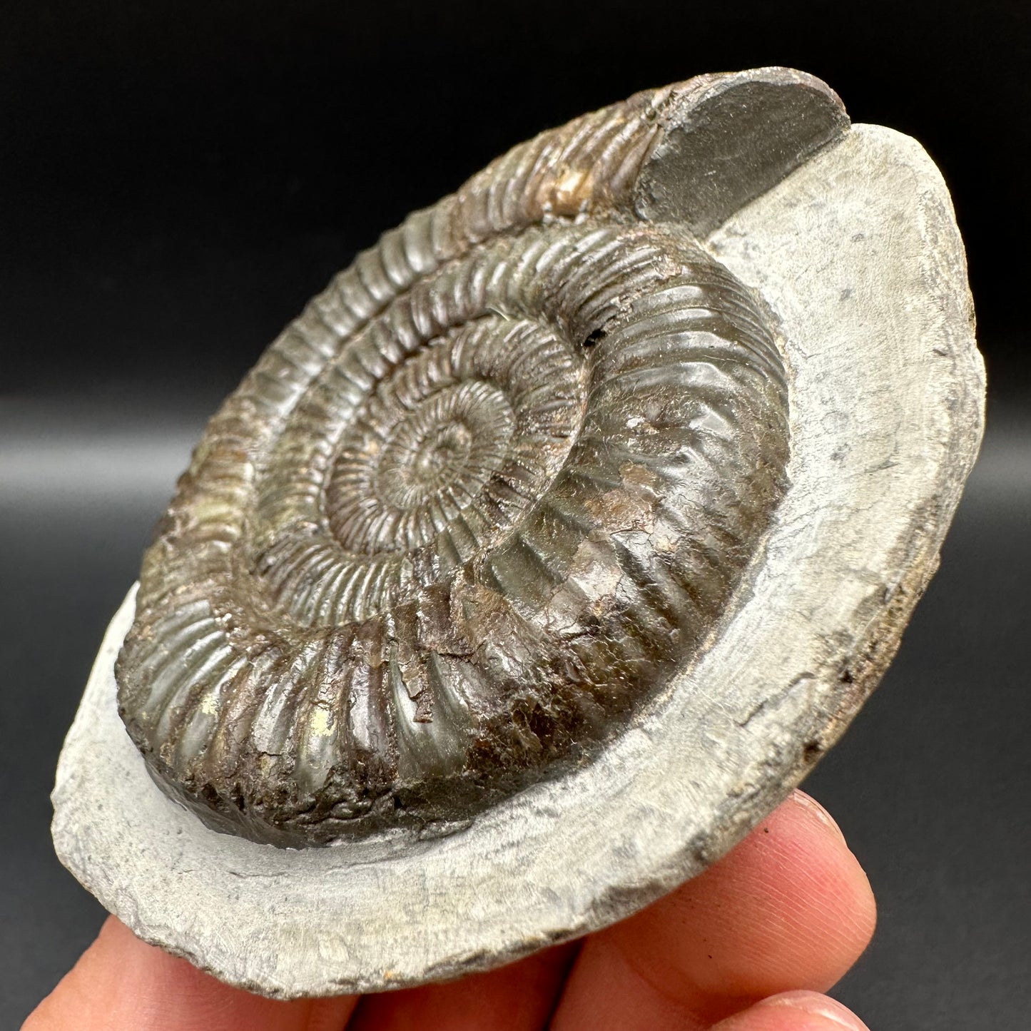 Dactylioceras Ammonite Fossil With Box And Stand - Whitby, North Yorkshire Jurassic Coast Yorkshire Fossils