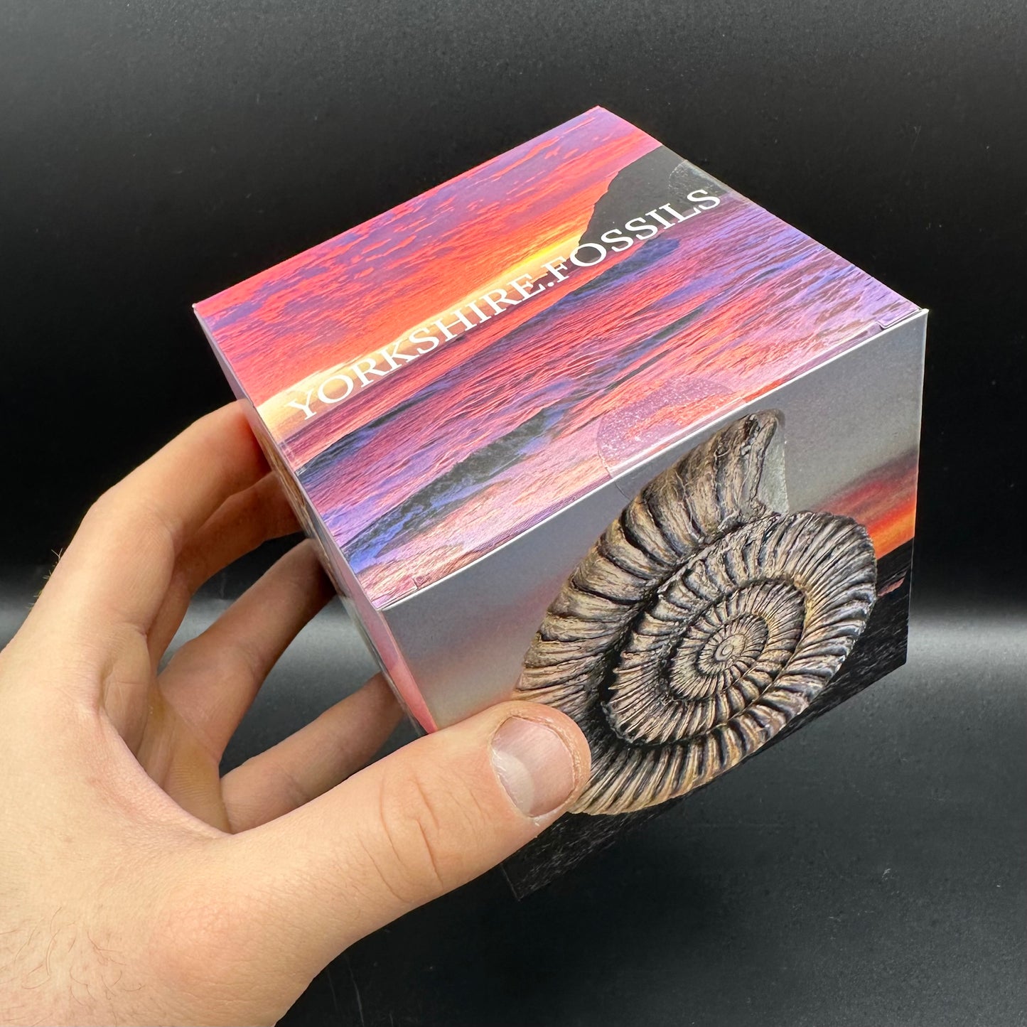 Androgynoceras maculatum Ammonite fossil with gift box and stand - Whitby, North Yorkshire Jurassic Coast Yorkshire Fossils