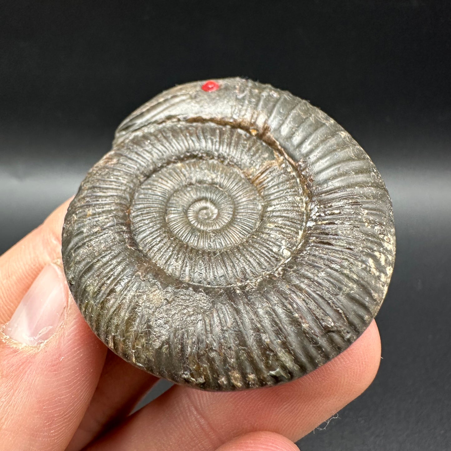Snakestone Ammonite Fossil With Bag/Box And Stand - Whitby, North Yorkshire Jurassic Coast Yorkshire Fossils