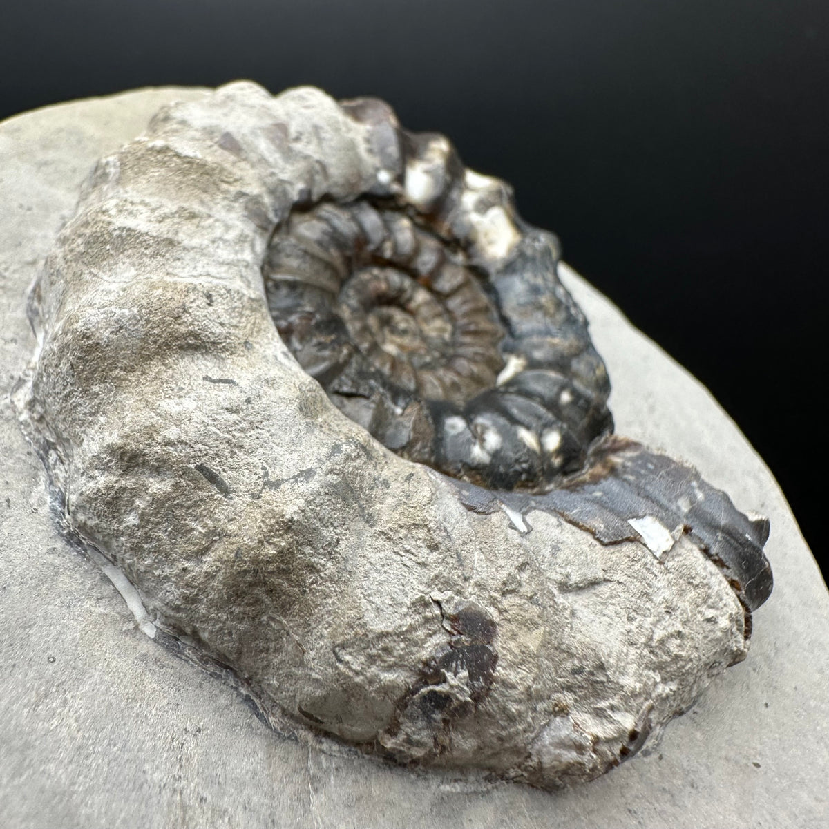 Androgynoceras maculatum ammonite fossil with box and stand - Whitby, North Yorkshire Jurassic Coast Yorkshire Fossils