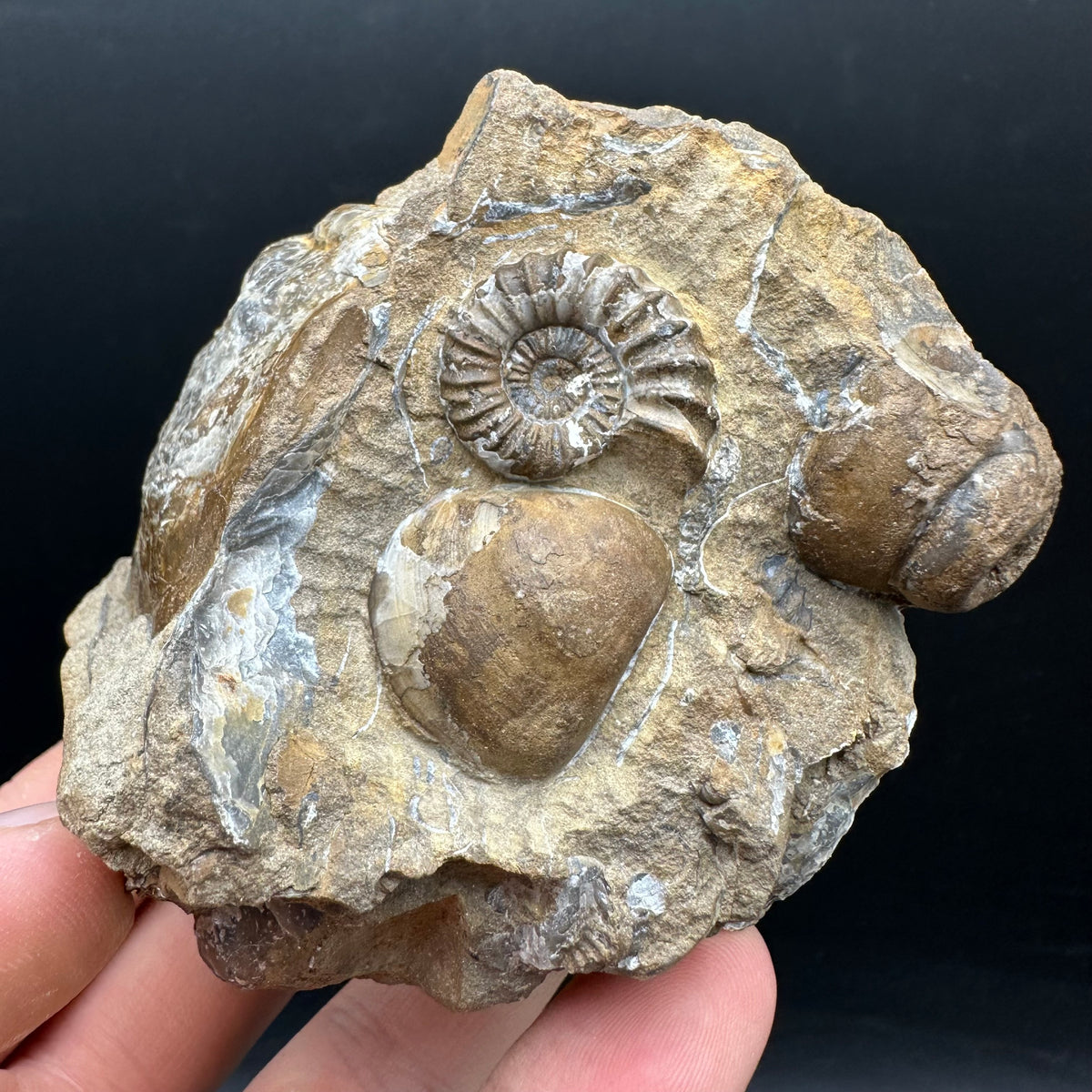 Androgynoceras capricornus Ammonite Fossil With Stand - Whitby, North Yorkshire Jurassic Coast Yorkshire Fossils