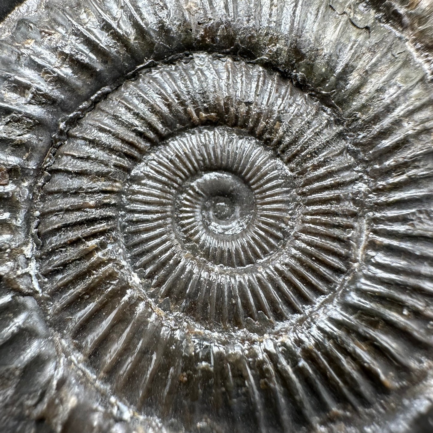 Dactylioceras Ammonite Fossil - Whitby, North Yorkshire Jurassic Coast Yorkshire Fossils