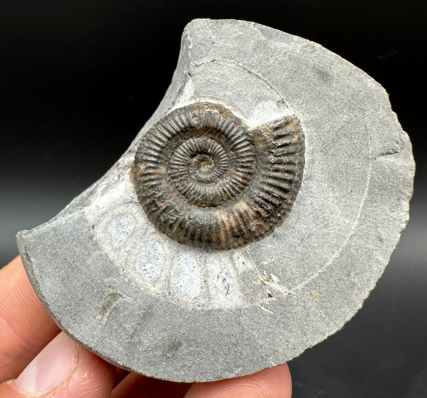 Dactylioceras Ammonite Fossil With Box And Stand - Whitby, North Yorkshire Jurassic Coast Yorkshire Fossils