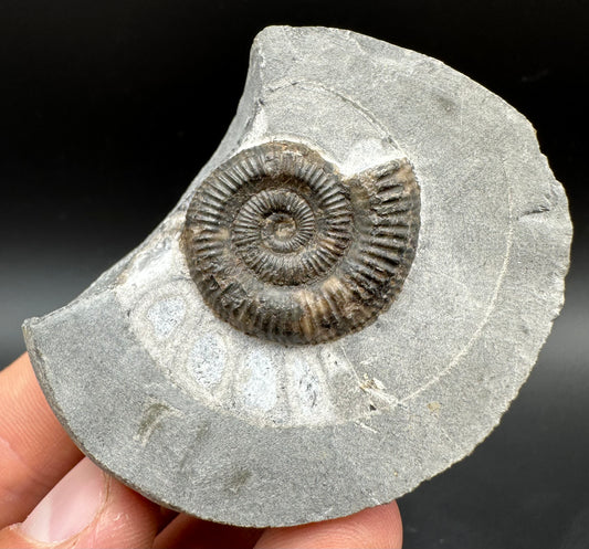 Dactylioceras Ammonite Fossil With Box And Stand - Whitby, North Yorkshire Jurassic Coast Yorkshire Fossils