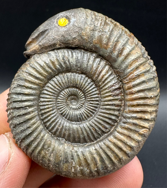 Snakestone Ammonite Fossil With Bag/Box And Stand - Whitby, North Yorkshire Jurassic Coast Yorkshire Fossils