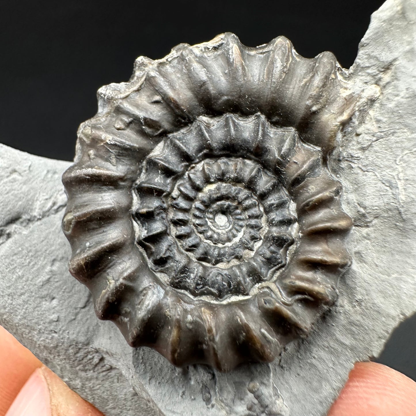 Gagaticeras Ammonite fossil with box and stand - Whitby, North Yorkshire Jurassic Coast Yorkshire Fossils