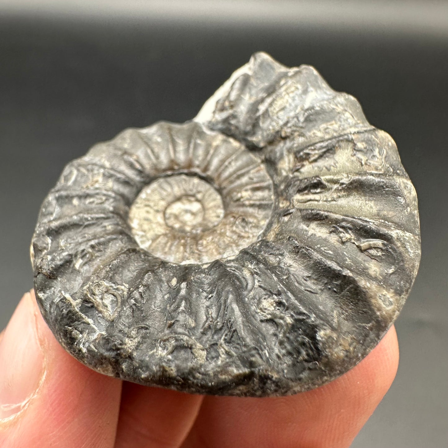 Aegasteroceras sagittarium ammonite fossil with box and stand - Whitby, North Yorkshire Jurassic Coast Yorkshire Fossils