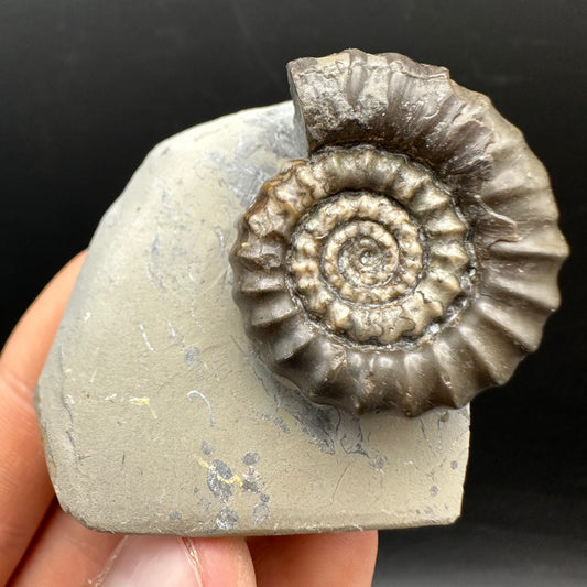 Gagaticeras Ammonite fossil with box and stand - Whitby, North Yorkshire Jurassic Coast Yorkshire Fossils