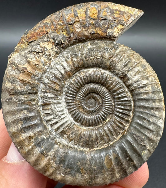 Dactylioceras Ammonite Fossil With Box And Stand - Whitby, North Yorkshire Jurassic Coast Yorkshire Fossils