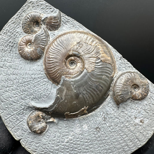 Eleganticeras Elegantulum ammonite fossil with stand - Whitby, North Yorkshire Jurassic Coast, Yorkshire Fossils