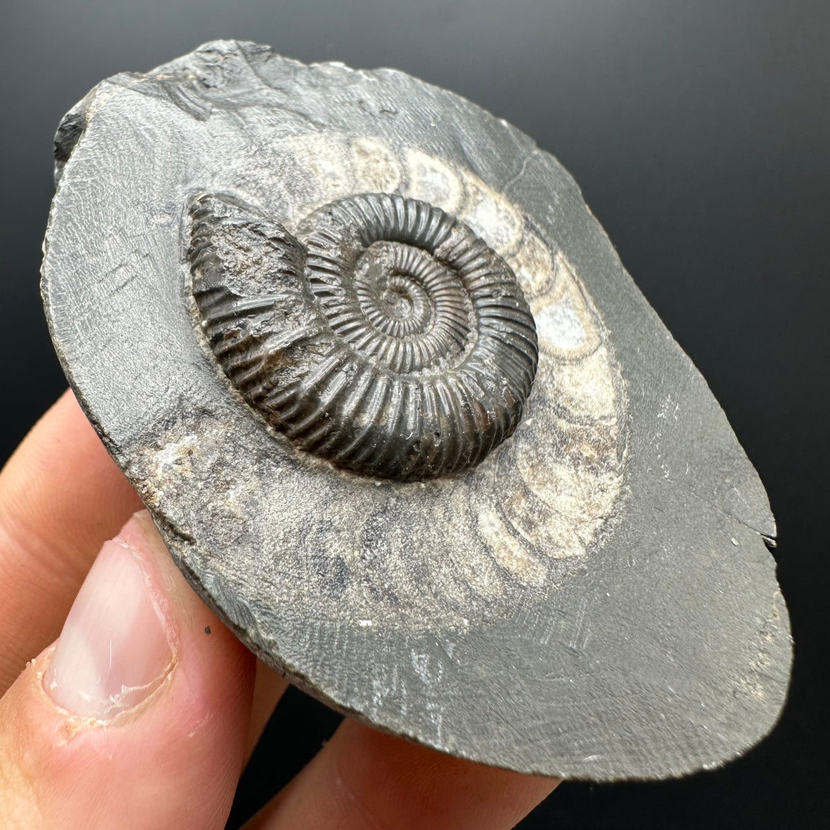 Dactylioceras Ammonite Fossil With box and Stand - Whitby, North Yorkshire Jurassic Coast Yorkshire Fossils