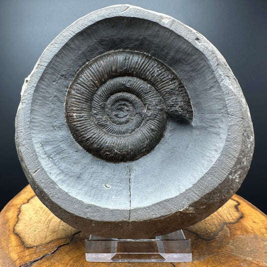 Dactylioceras tenuicostatum Ammonite fossil with box and stand - Whitby, North Yorkshire Jurassic Coast