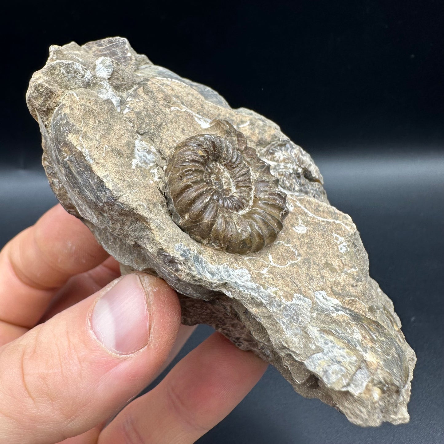 Androgynoceras capricornus Ammonite fossil with box and stand - Whitby, North Yorkshire Jurassic Coast Yorkshire Fossils