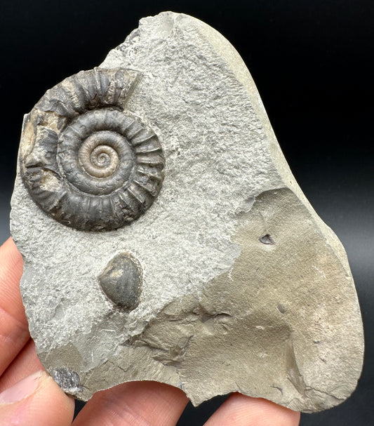 Arnioceras ammonite shell fossil with box and stand - Whitby, North Yorkshire Jurassic Coast Yorkshire Fossils